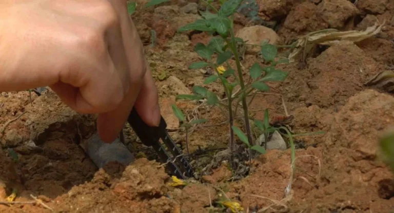 soil moisture sensor