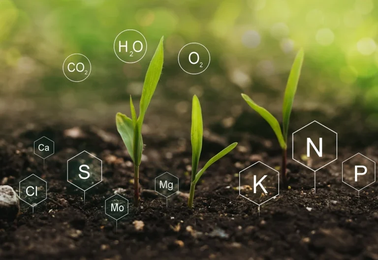 Understanding Soil NPK: Grow Healthier Plants