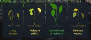 How to measure soil moisture content?