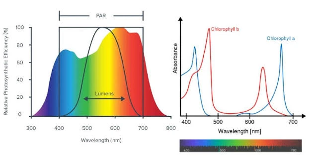 Understanding Photosynthetically Active Radiation